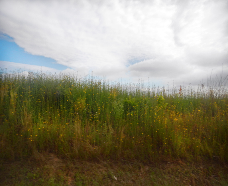 Renata Vogl flowers by the road